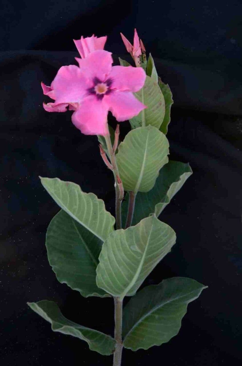 Mandevilla illustre 8