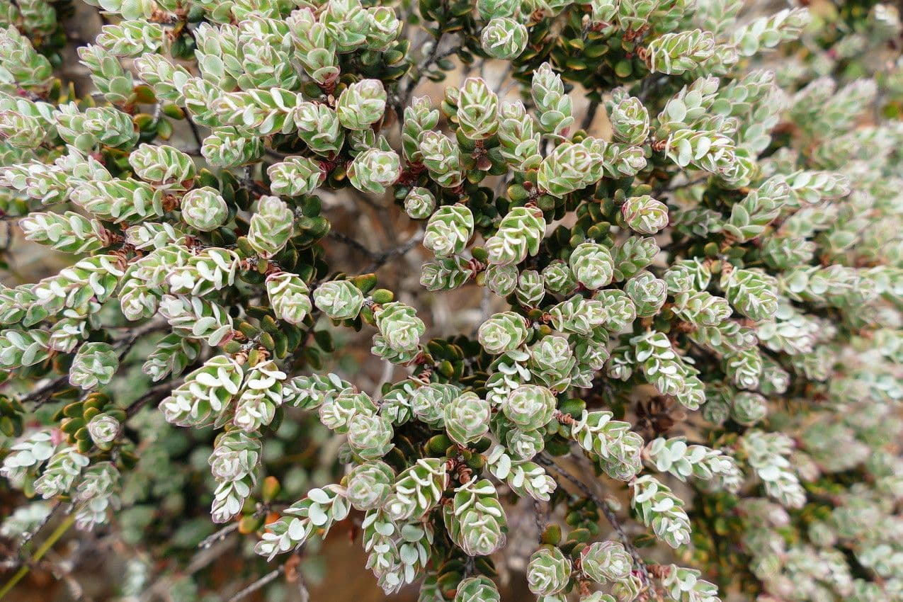 Cyathopsis 9