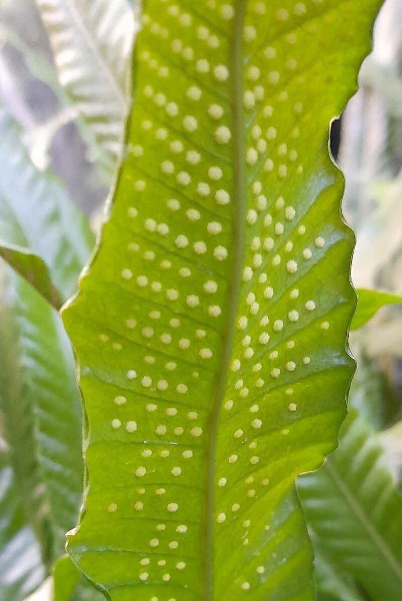 Campyloneurum 5