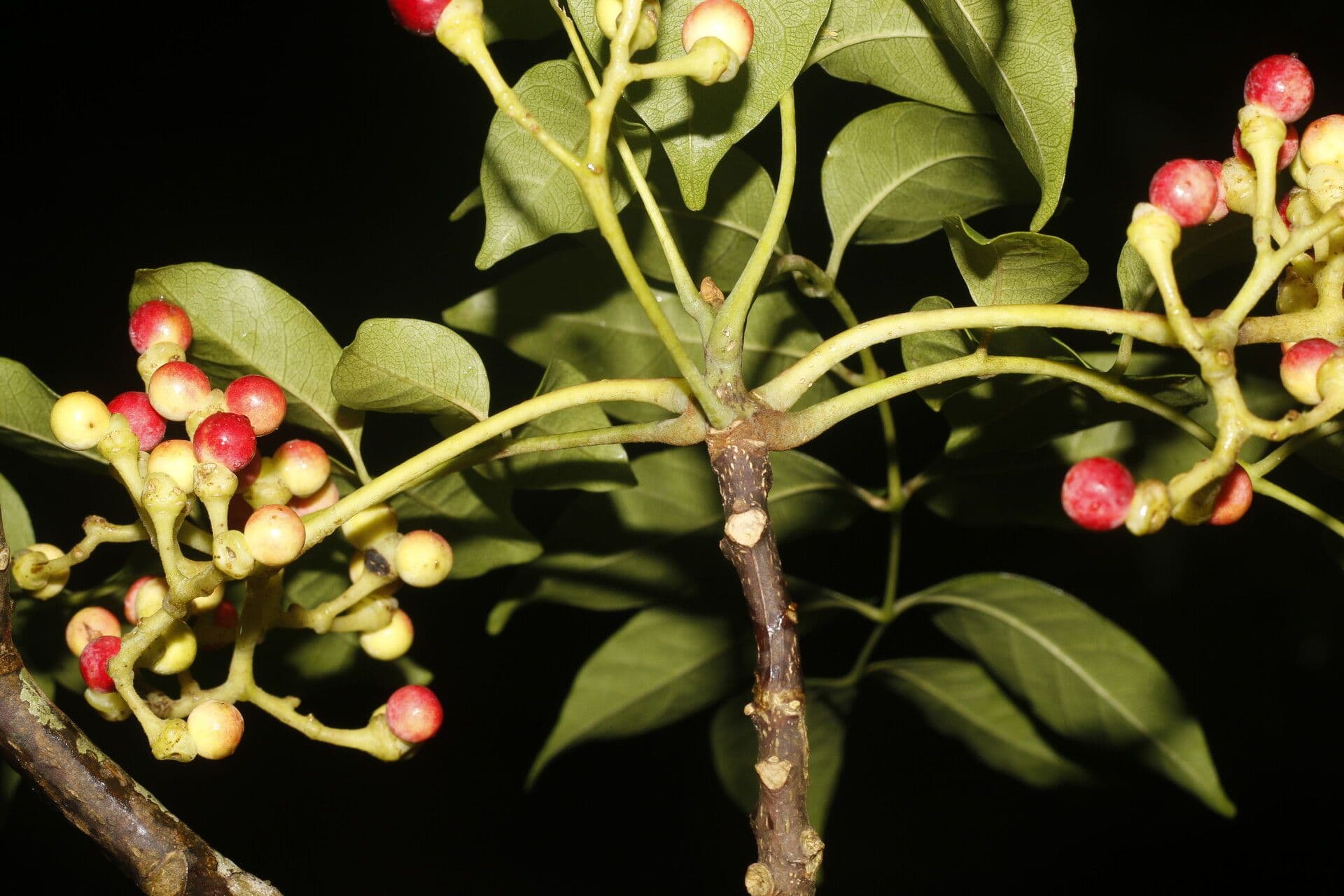 Quassia amara