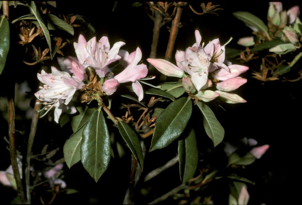 Rododendro 2