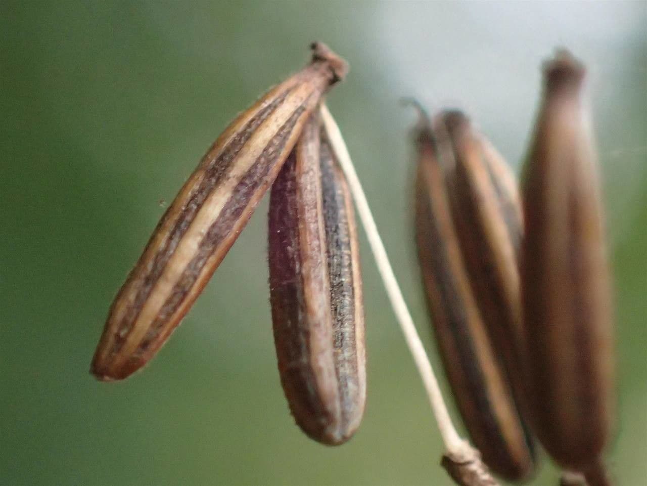 Kerbelrübe 4