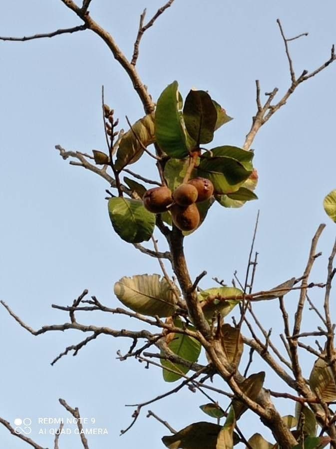 Neocarya 4