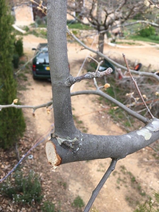 Pistacchio 23