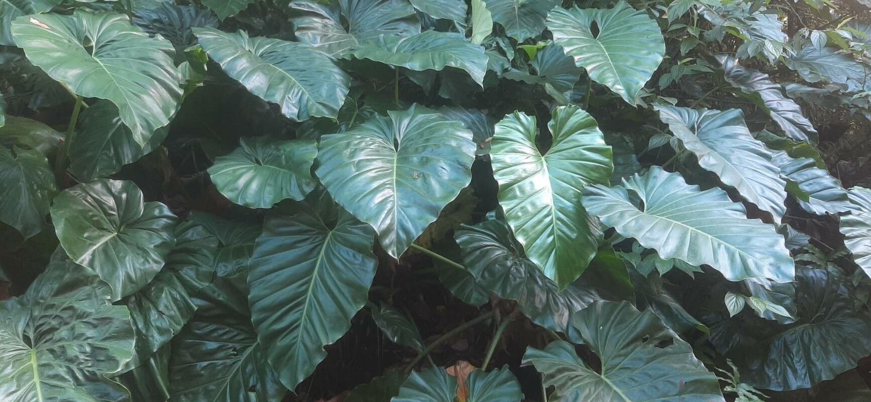 Philodendron géant 13