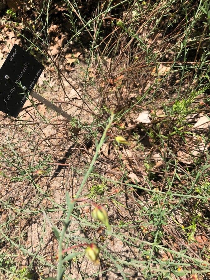 Fumana