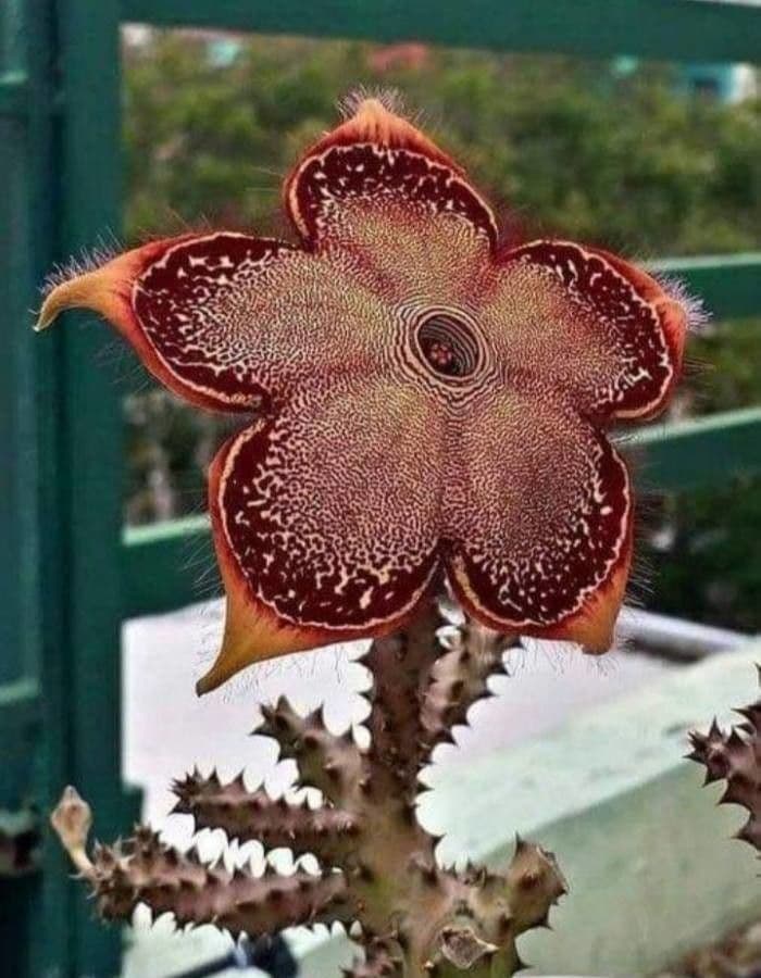 Edithcolea 5