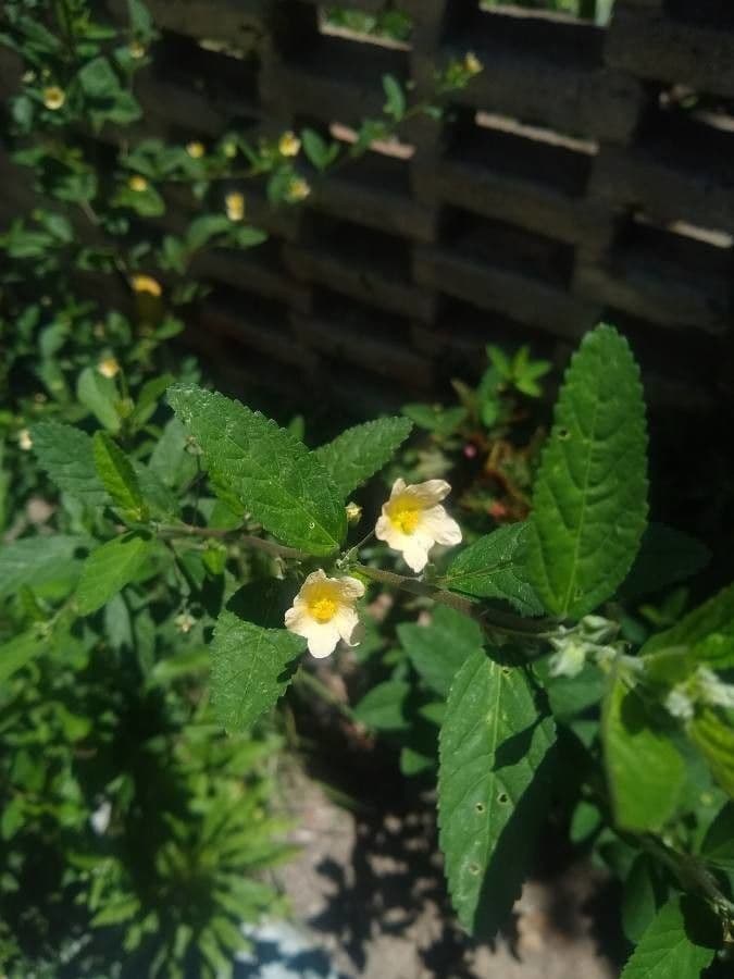 Sida spinosa 5
