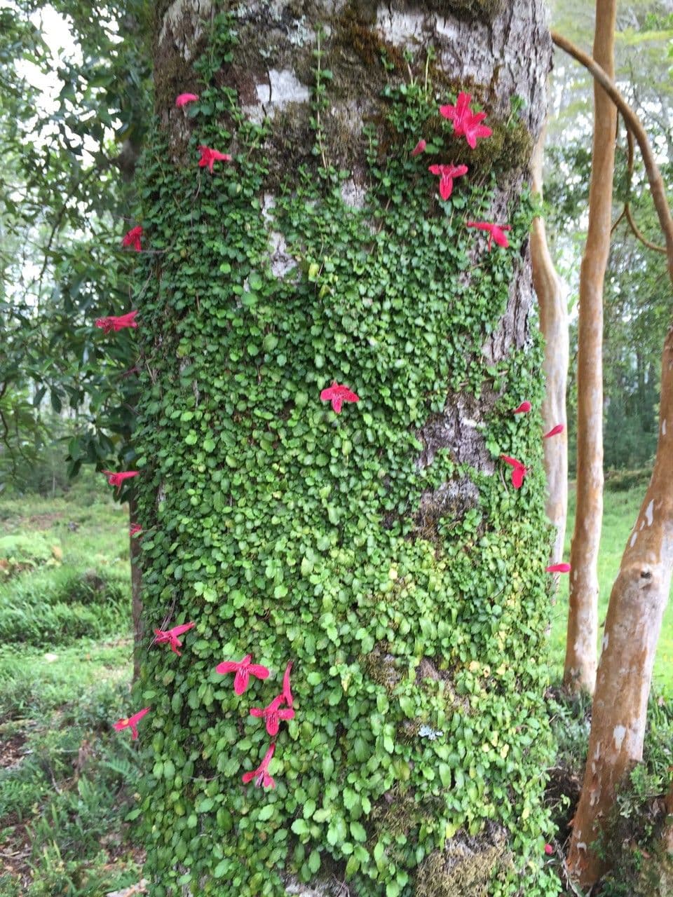 Asteranthera 19
