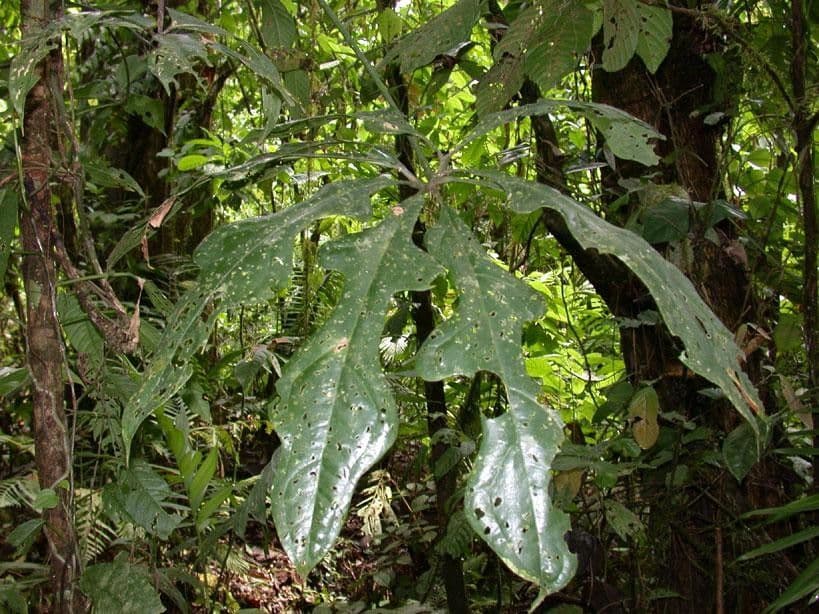 Anthurium 10