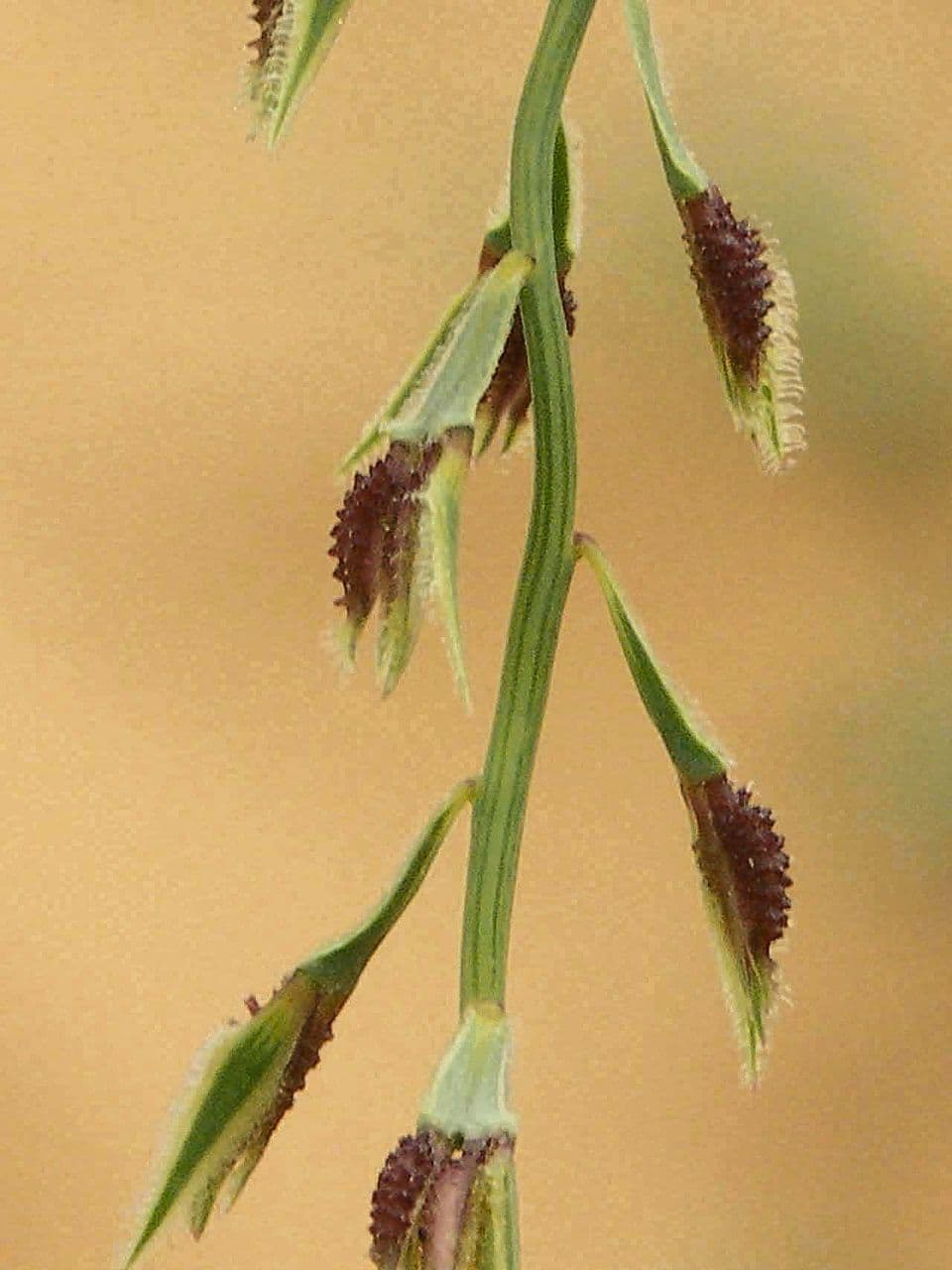 Leptothrium