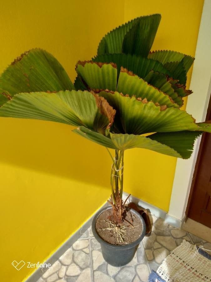 Palma a ventaglio di Vanuatu 15