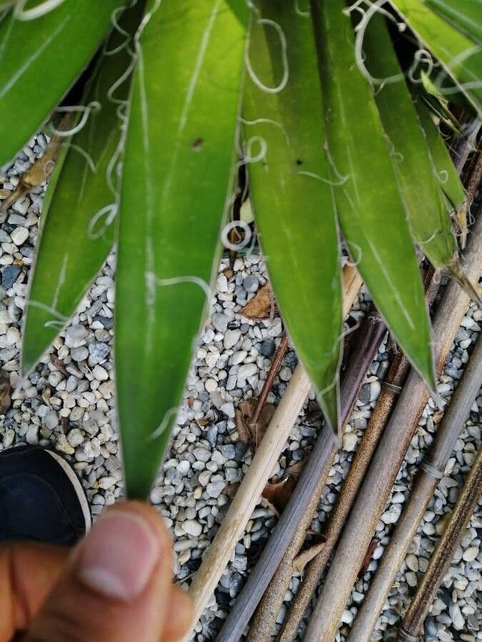 Agave filifera 11