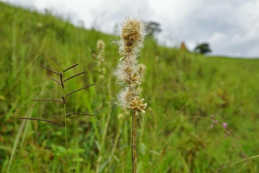 Pterocaulon virgatum 4