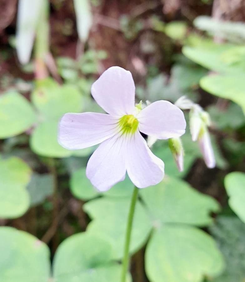Acetosa 2