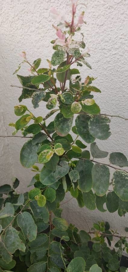 Breynia disticha 16