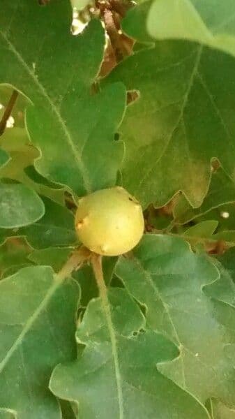 Quercia comune 30