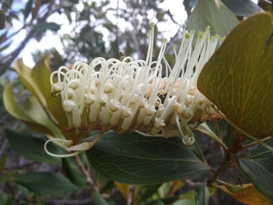 Grevillea 5