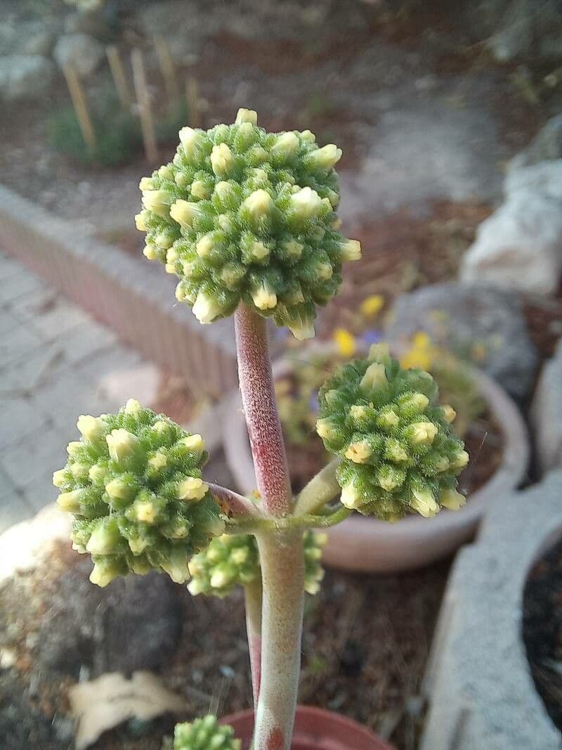 Crassula