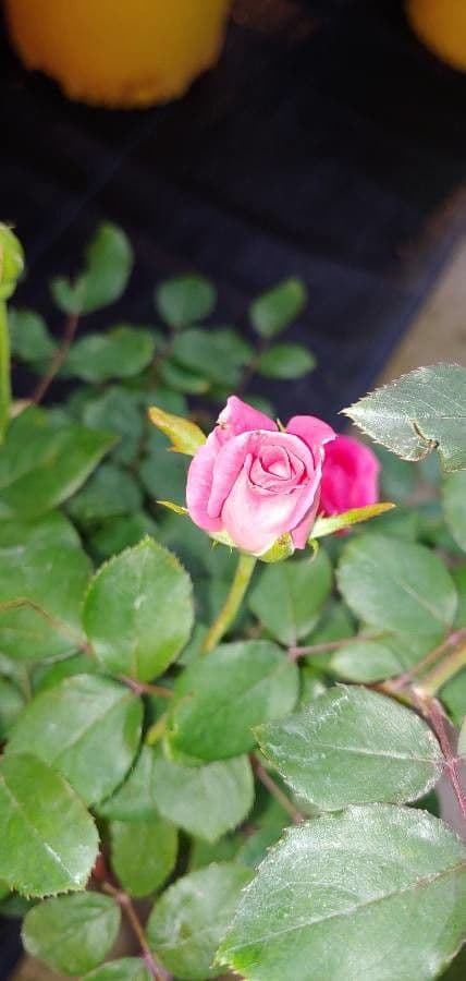 Rosa 8