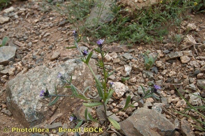 Buglossoides 4