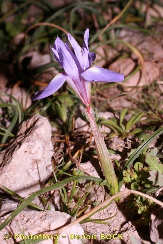 Moraea 22