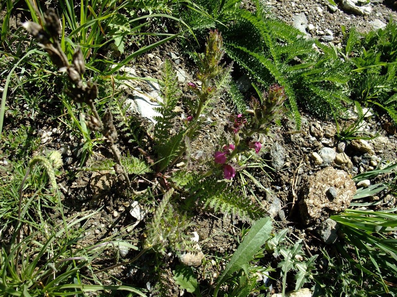 Pedicularis rostratospicata 10