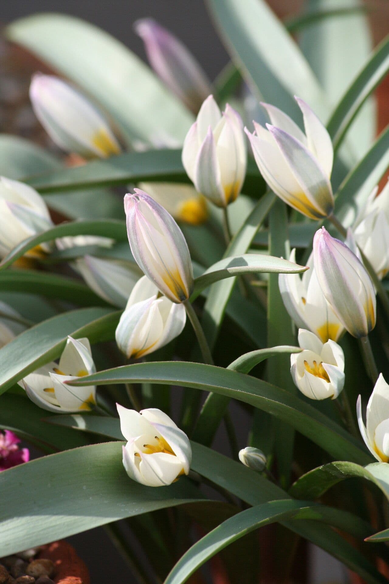 Tulipano