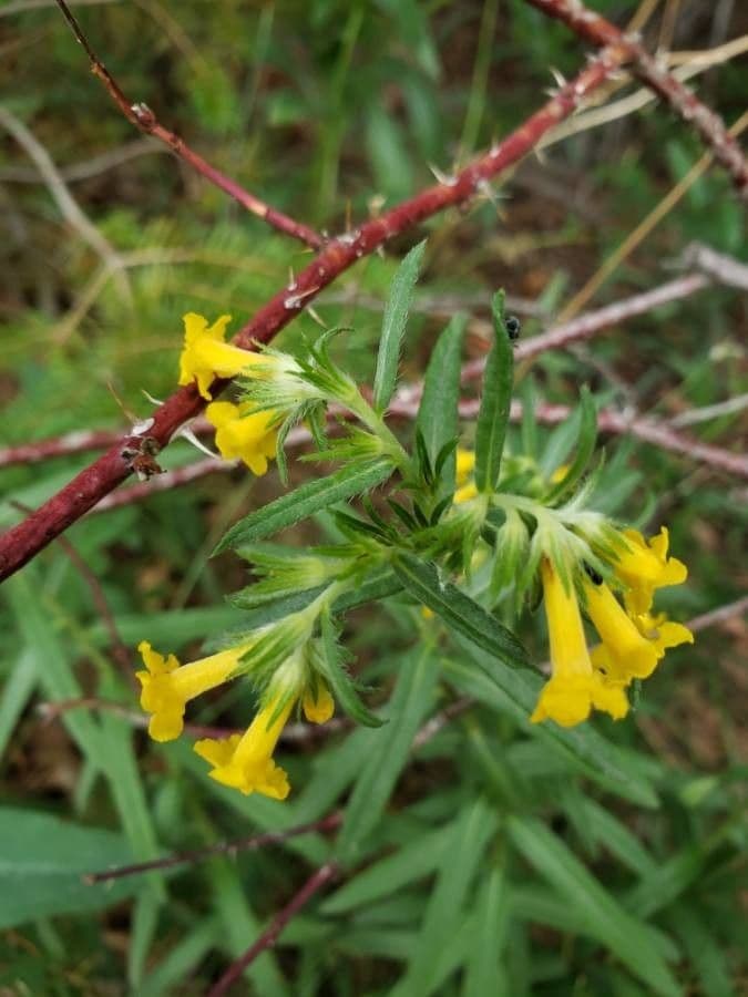 Erba-tosta multiflora 3