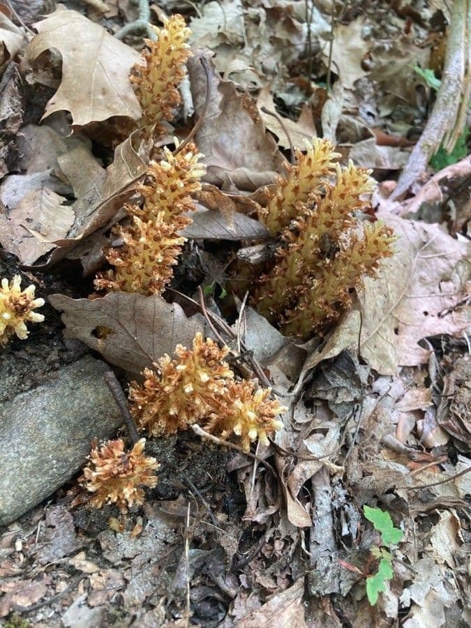 Conopholis 10