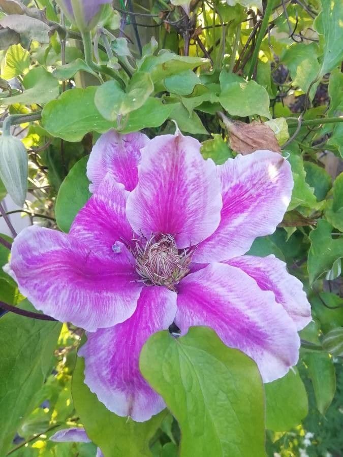 Clematis orientale 8