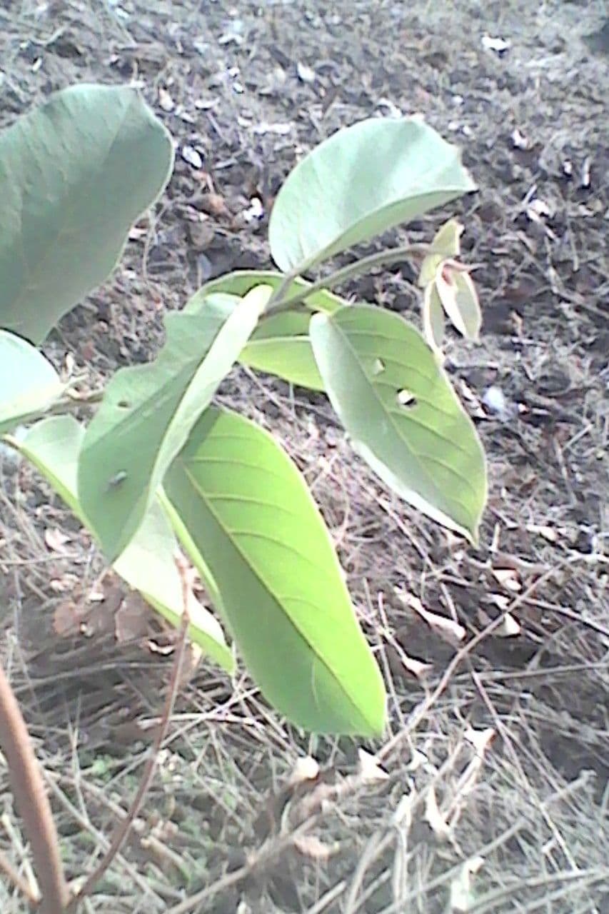 Combretum paniculatum 14
