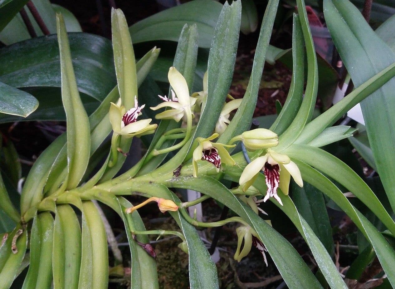 Vanda 3