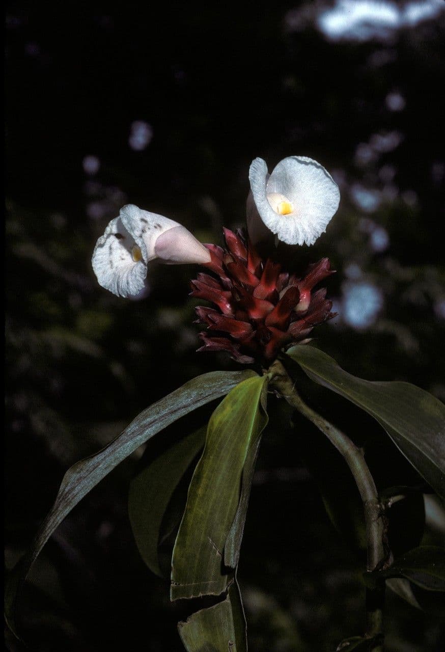 Costus