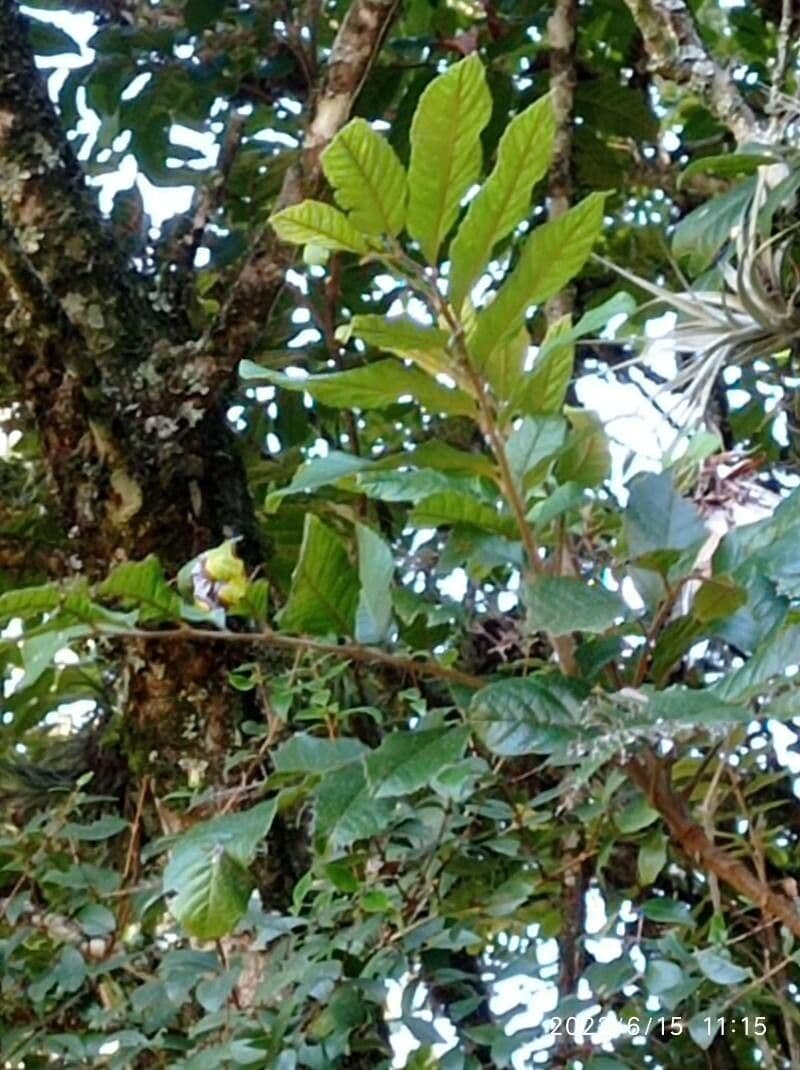 Cupania 12