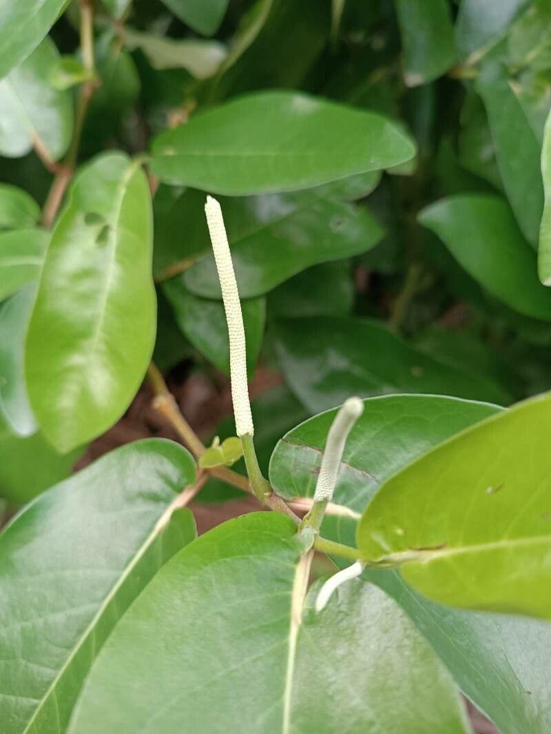Langstieliger Pfeffer 9