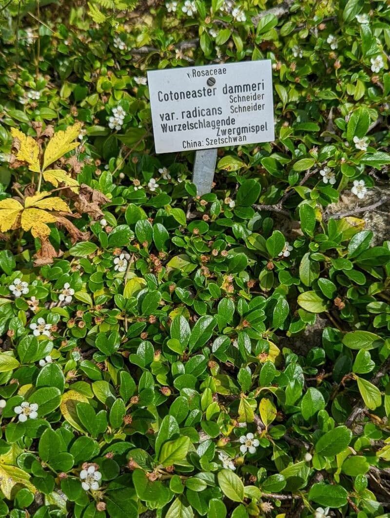 Cotoneaster di Dammer 13