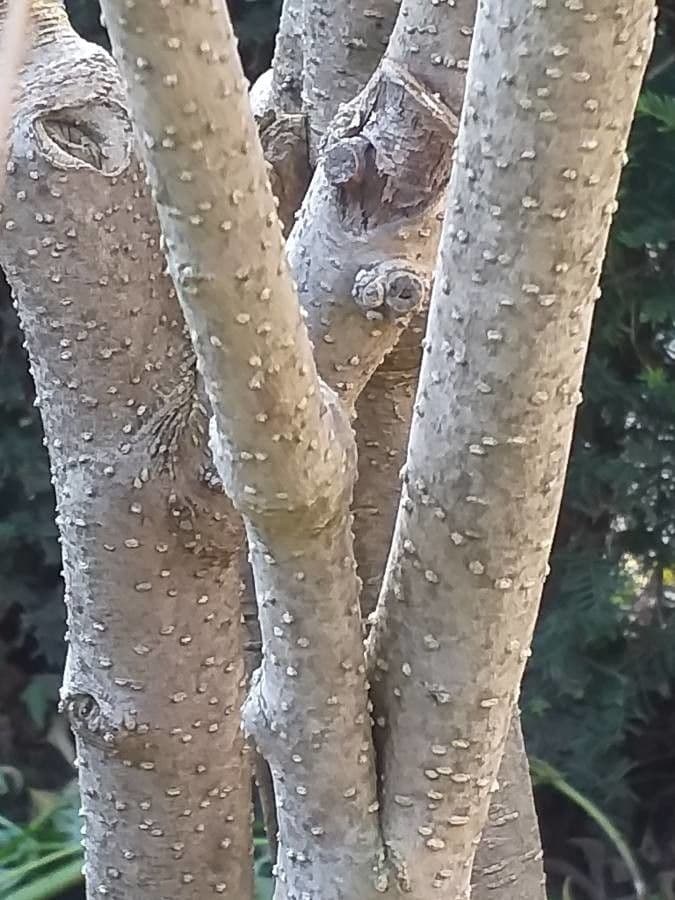 Cestrum arancione 14