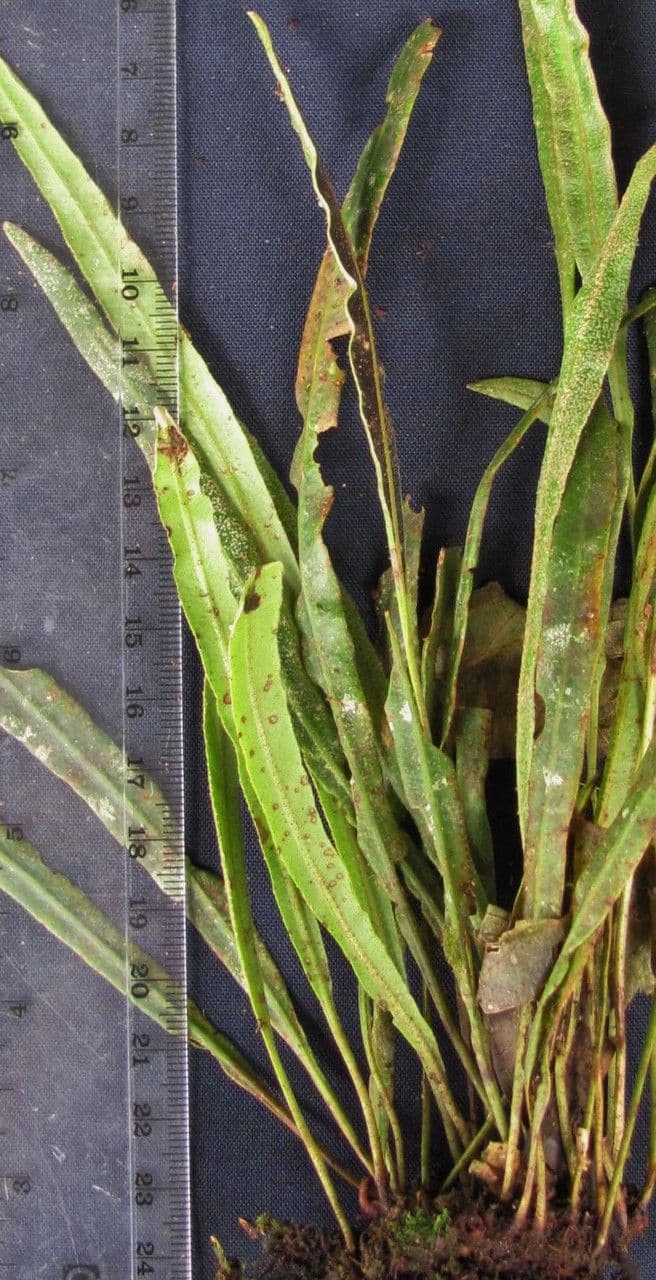 Elaphoglossum