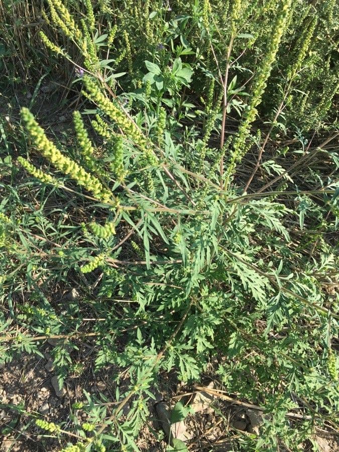 Ambrózia palinolistá 7