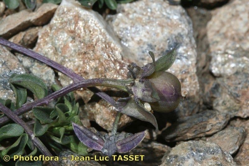 Viola
