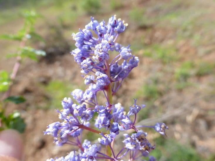 Ceanothus