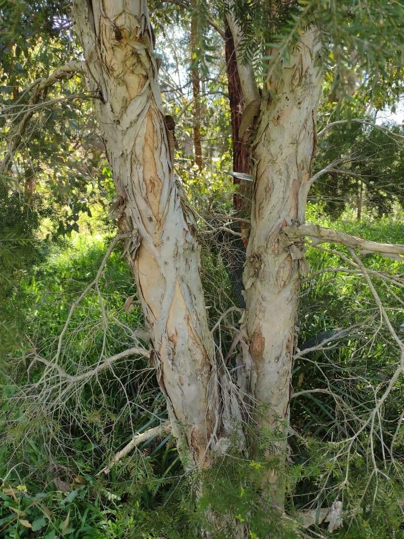 Melaleuka Siebera