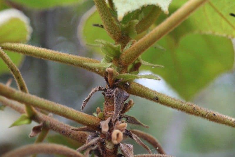 Dombeya 25