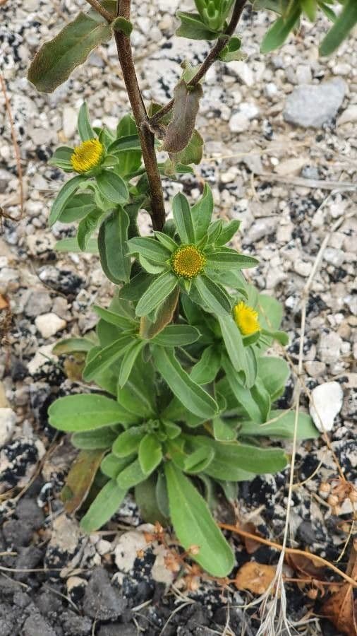 Asteroide spinoso 19