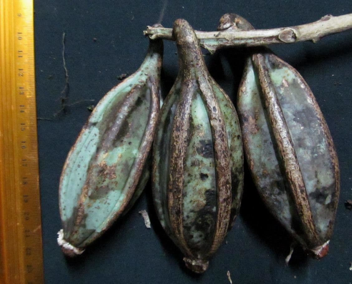 Catasetum maculato 5