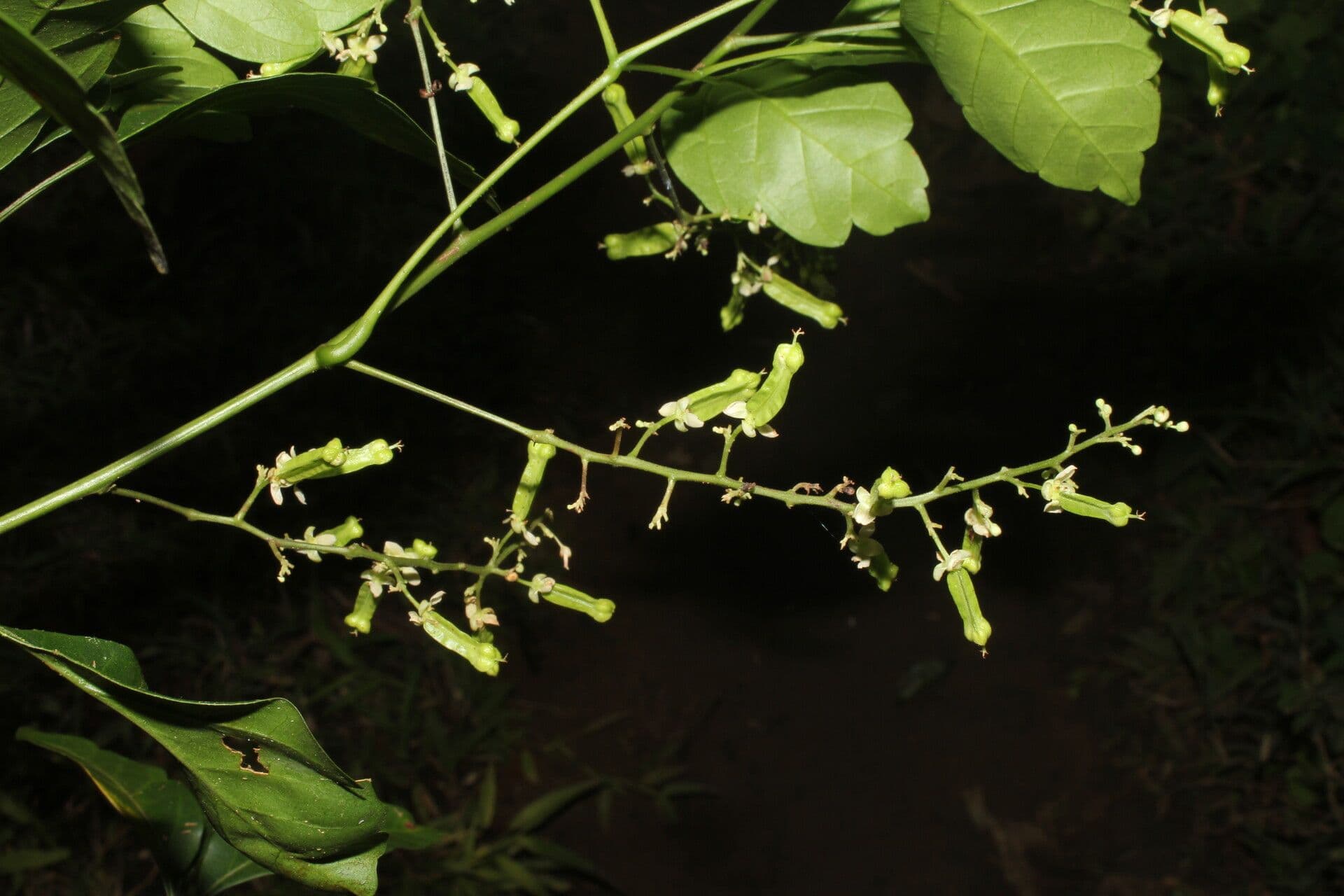 Serjania 6