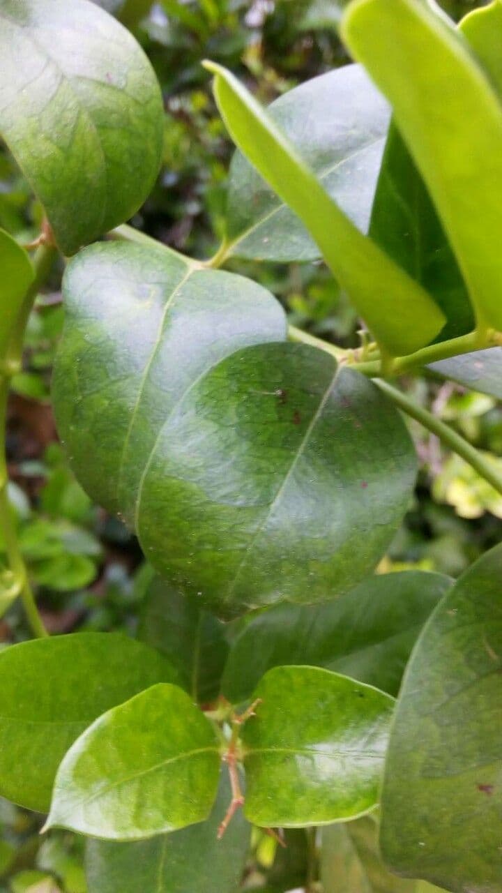 Atractocarpus 11