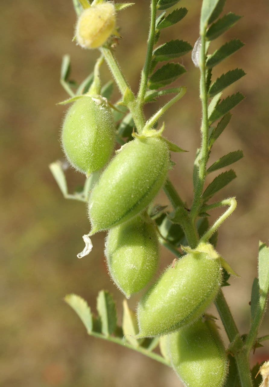 Kichererbse 3