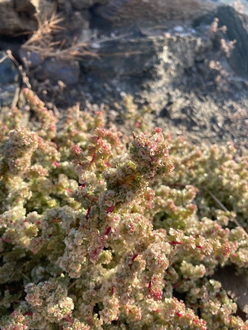 Sosa 14